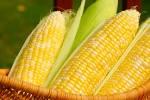 Dry  Corn 