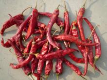 wangdu chilli