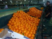 2014 Valencia Orange