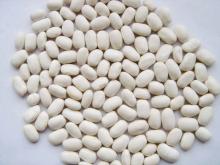 White Kidney Bean