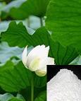 Nuciferine