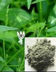  Andrographis   Extract 