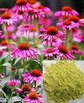 Echinacea Extract
