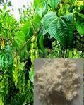 Wild Yam Extract
