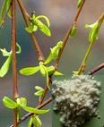  White   Willow  bark P.E.