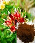 Rhodiola rosea P.E.