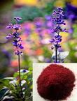 Salvia root extract