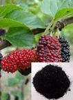 Mulberry P.E.
