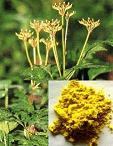 Berberine