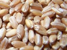 Wheat-Flour