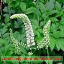  Black   Cohosh   Extract 