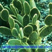  Cactus   Extract 
