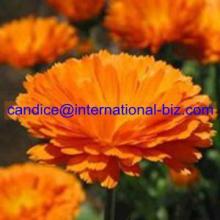 Marigold Extract