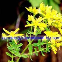  St   John  Wort Extract