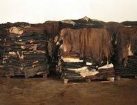 Cow Head Skins,Salted Calf Skins,Salted Goat Skins and Salted Rabbit Skins
