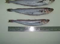 frozen blue  whiting   fish 