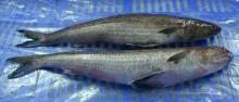 frozen  lizard   fish 