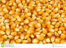 Yellow Corn Maize