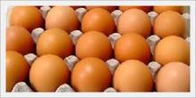 Fresh Brown Eggs