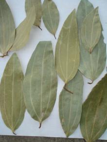 Bay Leaves