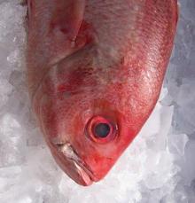 RED SNAPPER