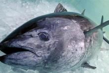 Bluefin Tuna (Fresh)