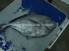 Black Pomfret