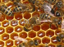  Natural  flower honey
