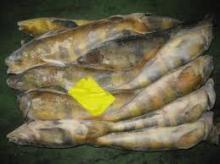 Frozen Ribbon Fish,Hairtail Cut,Ribbon Fish Cut, Frozen Ribbon Fish, Shrimp