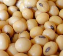 Soya Beans, White Kidney Beans, Red Beans, Black Beans and Mung Beans for Sale