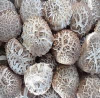 Oakwood Mushroom, Shiitake Mushroom, Golden Oak Mushroom