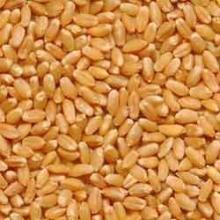 Quality Ground Wheat from Ukraine