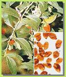Wo l fberry  Extract  ( Lycium   Barbarum )