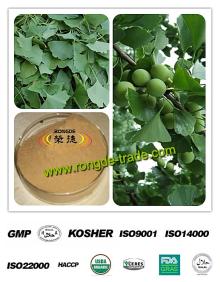 100%  Natural  Gingko Biloba Extract Flavonoides/ Lactone  24%/3%