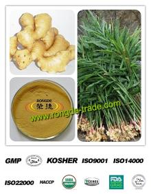 100%  Natural   Ginger   extract   Ginger ols 3%