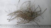 Chniese  pine  needle