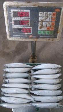 Mackerel