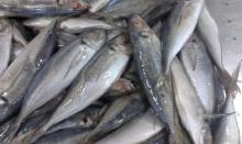 Frozen Horse Mackerel