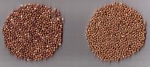 roasted buckwheat kernels