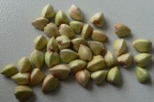buckwheat kernels