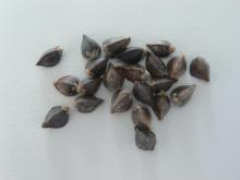  raw   buckwheat 