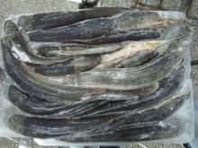  Frozen   Catfish  Clarias Fuscus(