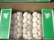  1kg  mesh  bag  in 10kg carton pure white  garlic  4.5cm 5.0cm 5.5cm 6.0cm Jinxiang
