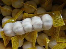 250g 5P mesh bag 4.5cm 5.0cm 5.5cm pure white garlic in 10kg Carton