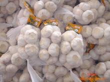 4.5cm 5.0cm 5.5cm 6.0cm normal white garlic in 500g mesh bag in 10kg Outer Carton