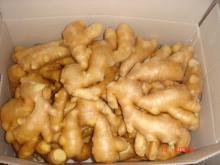 fresh ginger in  plastic  box
