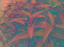  LAKSA  LEAVES