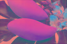 FRESH  MANGO  ( RIPE  MANGO 