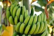 GOOD QUALITY BANANAS