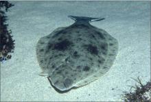 Greenland Halibut
